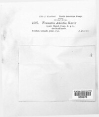 Porodaedalea abietis image